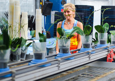 Workers are checking the quality, placing the clips and the plant stakes.