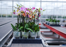 Blue tray with 9 plants.
