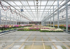 A fogging system is used to achieve a humidity of 65%.