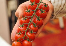 At the trade show floor we spotted De Ruiter Seeds' Conchita: a well known variety on the UK market.