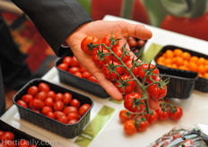 Syngenta's Edioso is marketed in the UK as the Extra Special Tomkin in the shelves of ASDA. They are grown by FlavourFresh Salads, and this year it is the first time that they are grown year round by the use of supplemental lighting.