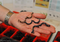 Raygreen's clips are also being sold by Royal Brinkman. Since the introduction of the easy to use clip, Raygreen also developed a smaller one for cucumber crops.