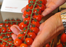 Nunhems new variety, NUN09013 TOF is a round cherry suitable for single and cluster harvest. It's red colored fruit is highly tolerant to cracking. The variety is grown on about 7 hectare now in the Netherlands. The UK has trials at Thaneth Earth, Cornerways, Eric Wall White Salads and North Bank Growers.