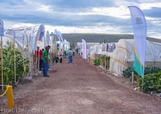 For the grenhouse growers the trials where split in to three segments; low tech (only a tunnel), medium tech (greenhouse, soil cultivation) and high tech (greenhouse with substrate)