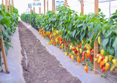 United Genetics jalapeno