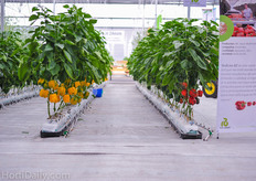 Rijk Zwaan's bell pepper seeds are much wanted amongst Mexico's high tech growers.