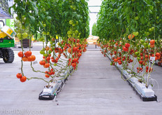 De Ruiter Beafsteak, Loose and TOV grafted on multiple rootstocks,