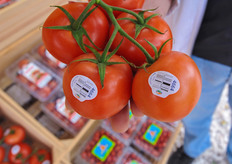 New De Ruiter variety Merlice grown by SunnyFields on the agropark in Queretaro.