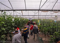 Cucumbers, tomatoes and peppers on display, the crops looked very vital and strong.