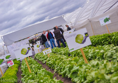 Enza Zaden open field crops