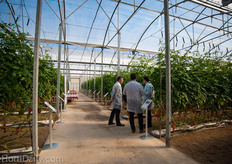 Inside the Breeding Centre's demo greenhouse of Syngenta a wide range of varieties were on display.