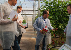 Angelle is a key variety in the red baby plum segment. Inside the demo house it was present in different plant distance density.