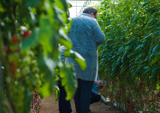 Besides growers, many retailers and traders visited the greenhouse.