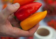 Besides tomatoes, Syngenta is also conducting a lot of R&D in the field of tri-color seedless mini peppers.