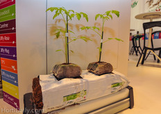 Jiffy growing slab and propagation cubes.