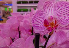 Orchids at the Anthura booth.