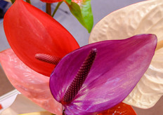 Anthuriums from Anthura.