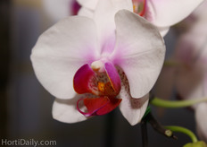 Dozens of different, colourful orchid varieties were exposed on the exhibition floor.