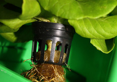 A closer look on how the lettuce in the hydroponic systems of Thai Advance is grown.