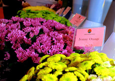 Beautiful Chrysanthemums of Zhejiang Toyoshima displayed at the China pavilion.