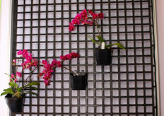 The new nursery bad of Chin Kuci Co