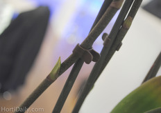 New phaleanopsis clip, available for all ranges.