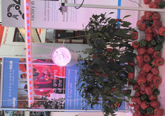 Peppers under LED