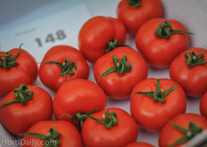 QV21 is a round loose tomato with extraordinary internal red fruit color and a high brix that is above 7.