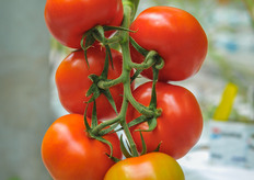 Carpenter on the plant. Carpenter is a productive variety with firm fruits and long shelf-life. Average weight; 115-125 grams.