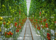 Overview multiple plots in the demo greenhouse.