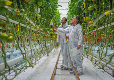 Observing the Marmande types. Gautier has four different colors available.