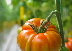 Ribbed beef tomato Rafati is breeded for taste. A hot item during the demo days.