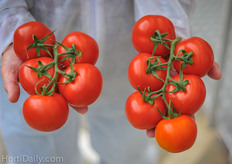 Carpenter is flagship variety for the tomatoes on the vine at Gautier. Left truss is 10 days old. The right truss is fresh harvest. Seek the difference!