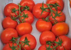 The G327, just harvested in the box.