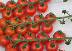 Gautier has many success with cherry types. This is Rivolo, more or less a sister of Picolo. Rivolo has strong green parts, and a more spicy taste.