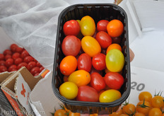 Color pallet of new breeding programs ; different colors in small baby plum tomatoes.