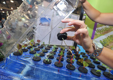 Remarkable hydroponic system from Hummert.