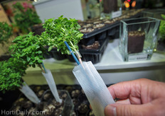 Grafted basil in Ellepots at A.M.A. Booth.