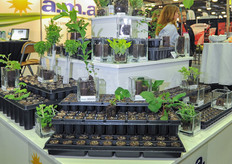 A.M.A. has an Ellepot available for any kind of crop or plant.