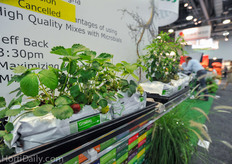 Hydroponic strawberries in Jiffy growing slab.