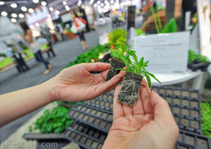 OASIS has improved their wedge with a smaller star-dribble hole. This results in a better germination, uniform rooting.