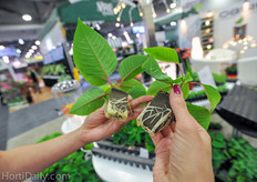 Poinsettia in old OASIS wedge vs new OASIS wedge.