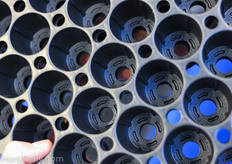 New Sureroots Elite Containers from T.O. Plastics.