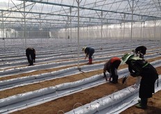 Installations of drip irrigation operated by Sercom irrigation system