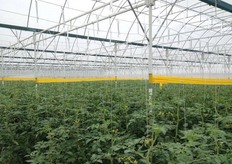 The tomato plants enjoying the climate