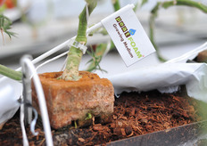 Peatfoam propagation block on coir slabs.