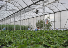 Strawberries on gutters from Formflex.