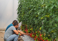 Hazera tomato trials.