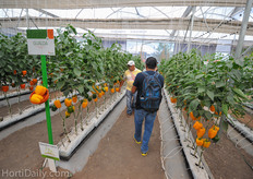 Hazera trials on Pelemix substrate.