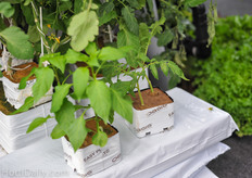 Oasis propagation cubes and growbags.